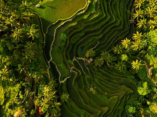 Islescentes Bali Rice Field Natural Incense