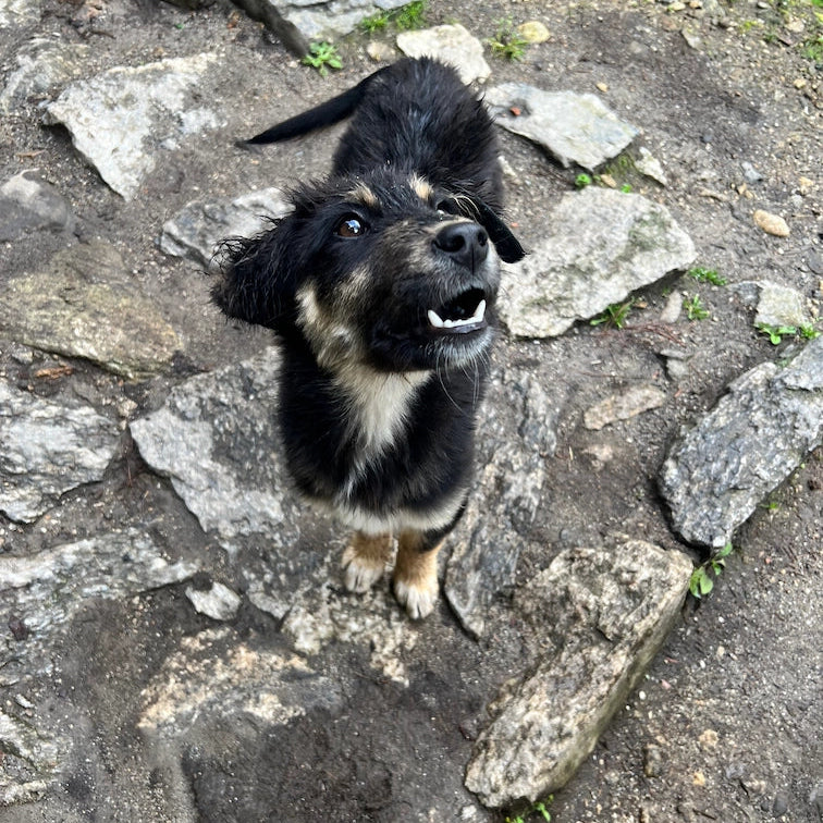 Islescentes Mount Everest Wild Dog