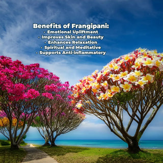 Islescentes Frangipani Natural Aromatherapy Incense Product Benefits